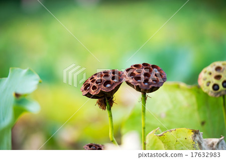 Lotus fruit 17632983