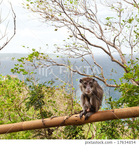 Mankey on the tree 17634854
