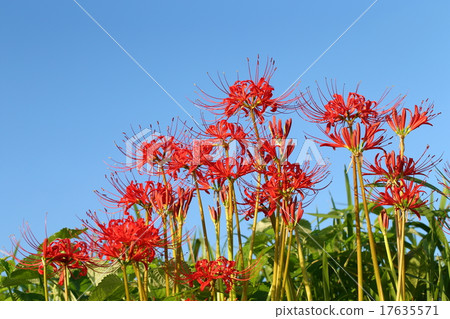 Higisaka（Tsuyagawa） 17635571