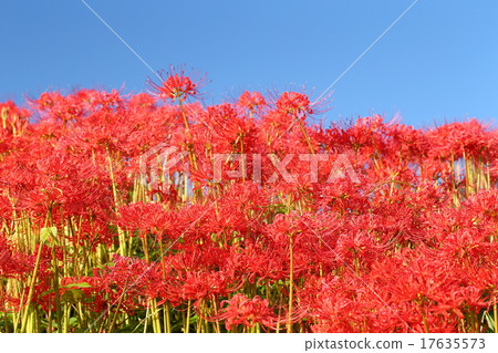 Higisaka（Tsuyagawa） 17635573