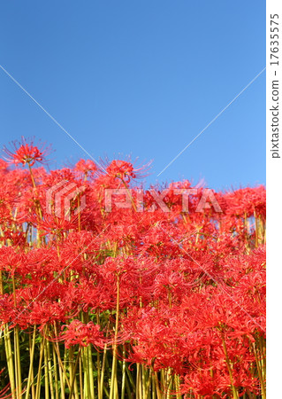 Higisaka（Tsuyagawa） 17635575