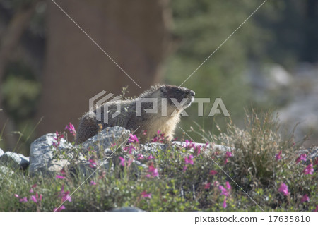 Marmot of Sequoia National Park 17635810
