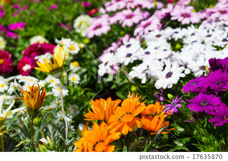 multicolored flowers Chrysanthemum multicolored flowers Chrysanthemum 17635870