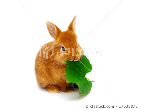 rabbit rabbit 17635873