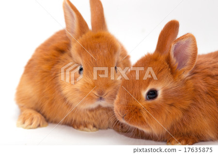 rabbit rabbit 17635875
