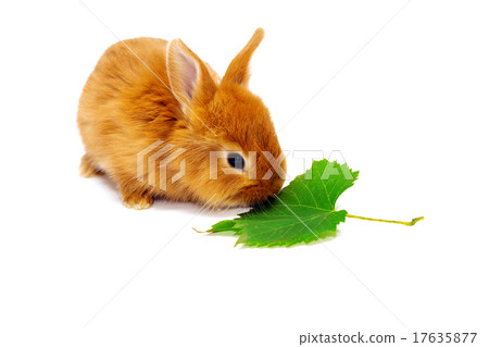 rabbit rabbit 17635877