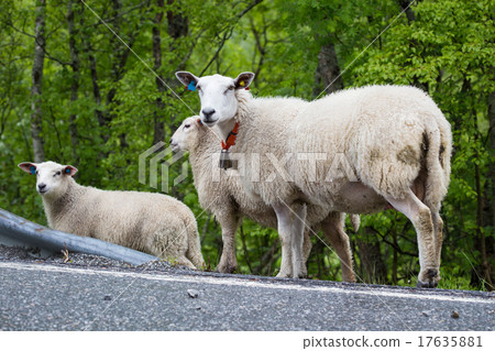 sheeps on a road sheeps on a road 17635881