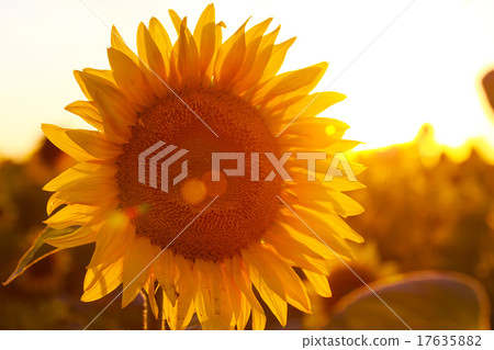sunflower sunflower 17635882