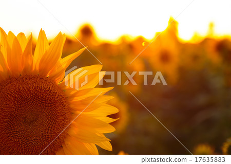 sunflower sunflower 17635883
