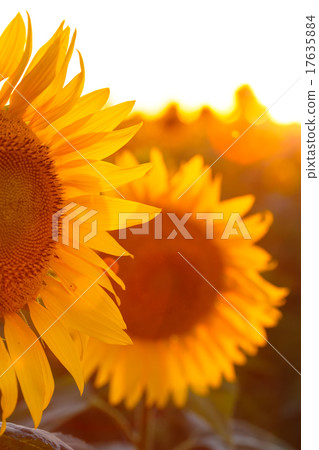 sunflower sunflower 17635884