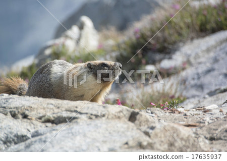 Marmot of Sequoia National Park 17635937