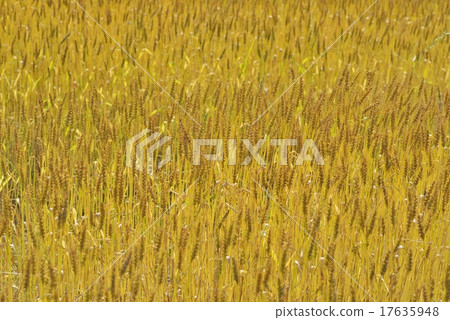 Wheat field 17635948