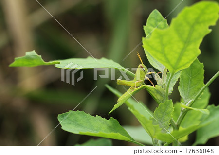 巴坦加粳稻 17636048