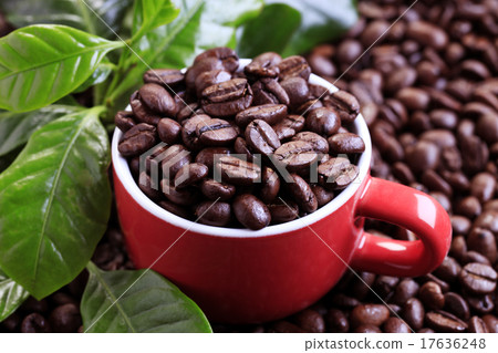 圖庫照片: coffee beans