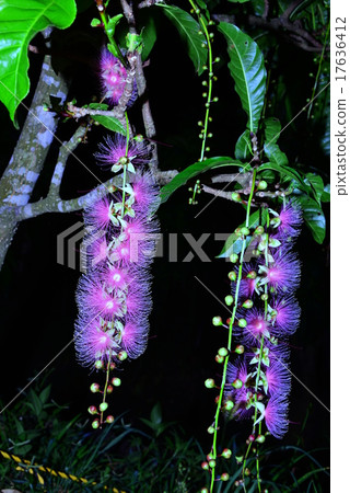 沖繩Sasibana 17636412