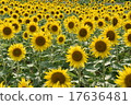 sunflower	 17636481