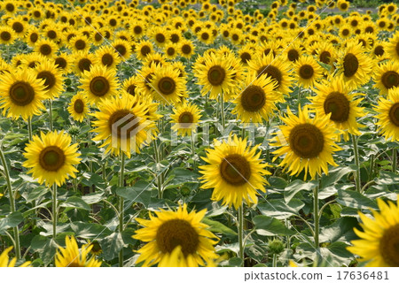 sunflower sunflower 17636481