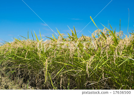 “Mangetsu mochi”的米耳1 17636500