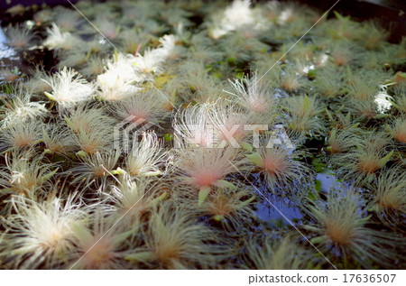 沖繩Sasibana 17636507