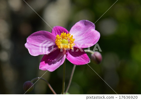 Shumayigiku (Autumn) 17636920