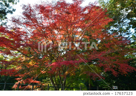 Autumn leaves Autumn leaves 17637123