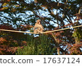 Monkey's tightrope walk 17637124