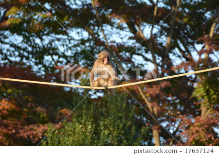 Monkey's tightrope walk 17637124