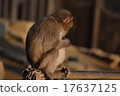 A monkey 17637125