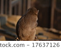 A monkey 17637126