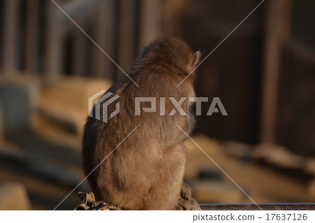 一隻猴子 17637126