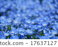Nemophila 17637127