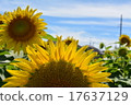 Summer sunflower 17637129