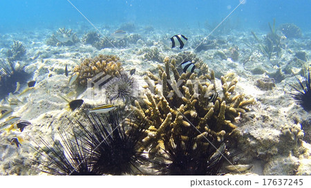 Tropical fish coral reef sea urchin underwater photography Philippines 17637245