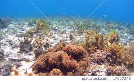 Bear anemone fish Anemone tropical fish Coral 17637246