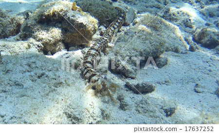 Oooei sea cucumber 17637252