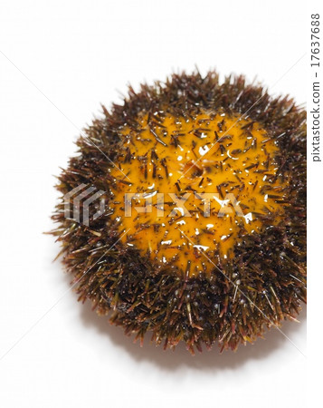 Ezo馬糞dyancy 17637688