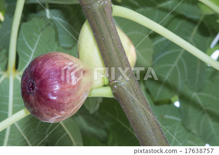 A figure at the time of eating 17638757