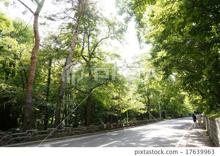 Forest Road 17639963