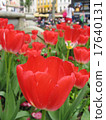 London piccadilly circus tulip 17640131