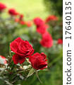 Red roses in English garden 17640135