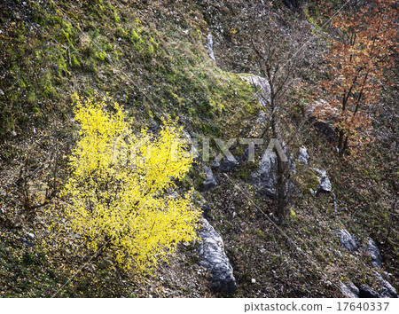 Colorful autumn trees and rocks 17640337