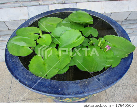 掃管笏阿倫的蓮花 17640500