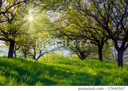 Picturesque spring garden background 17640567