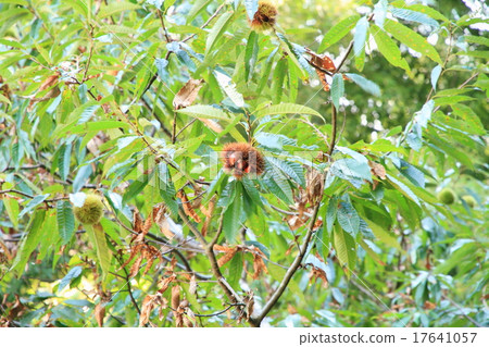 Fall in the autumn chestnut 17641057