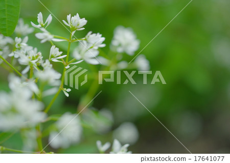 Euphorbia: Diamond Star Euphorbia: Diamond Star 17641077