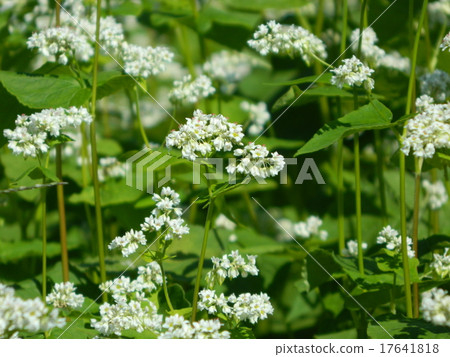 蕎麥花 17641818