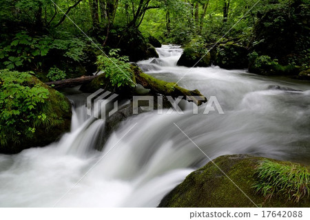 Oirase, the flow of the Asura that violently scatters (1) Oirase, the flow of the Asura that violently scatters (1) 17642088