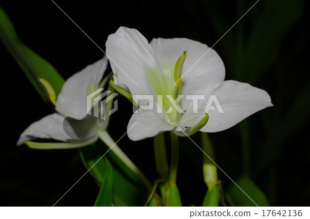 Ginger Lily at night 17642136