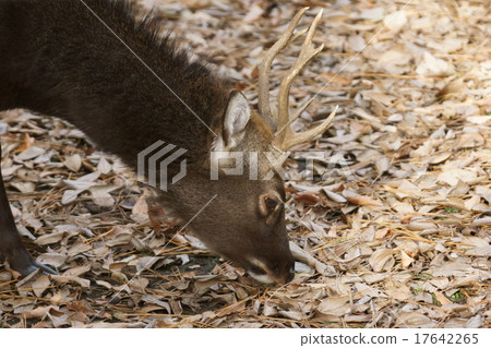 Yaku deer Yaku deer 17642265