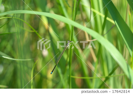 Asia Ittombo (male) Asia Ittombo (male) 17642814